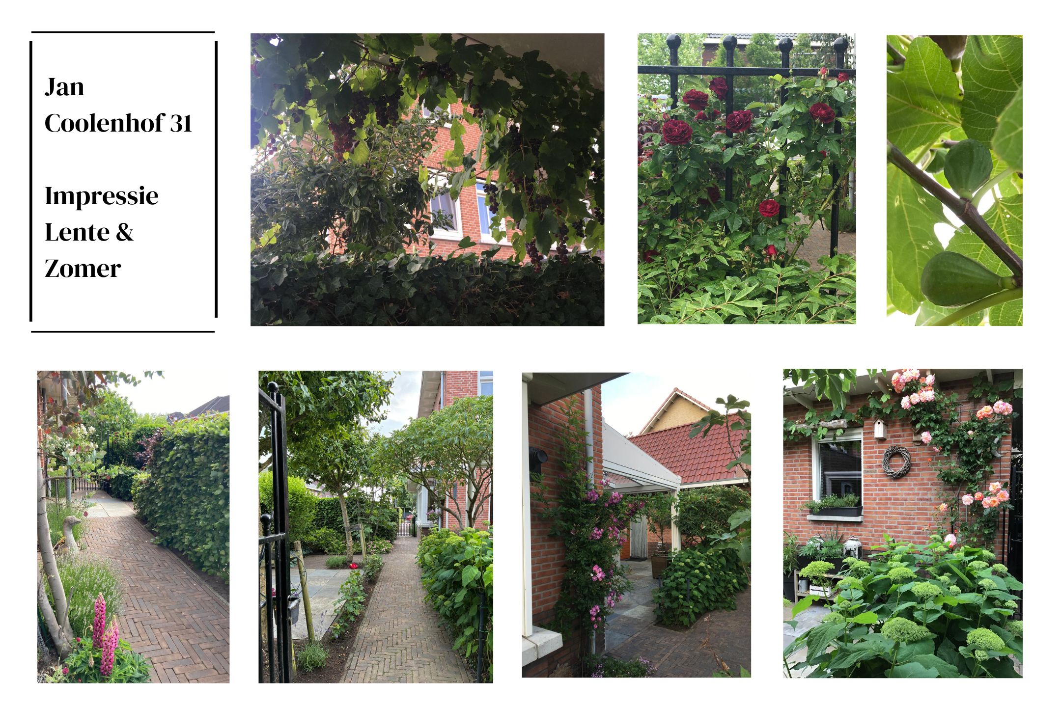 ZL100691-15650-Jan-Coolenhof-31,-Gameren-263831130